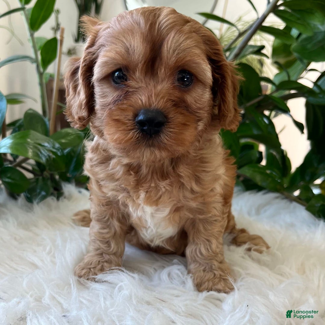 Cavapoo dogs for sale: Mason - Image 4