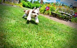 Havapoo dogs for sale: Vixen - Image 8