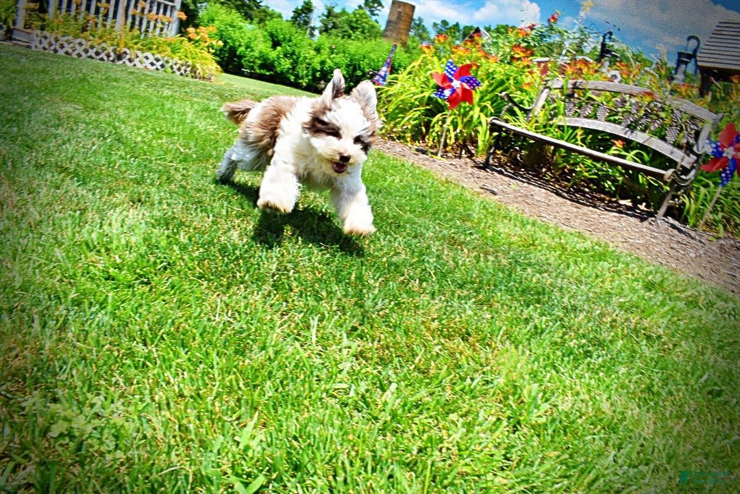 Havapoo dogs for sale: Vixen - Image 8