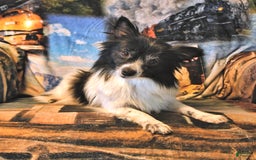 Pomeranian dogs for sale: Cody - Image 24
