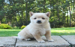 Schipperke dogs for sale: Quilla - Image 2