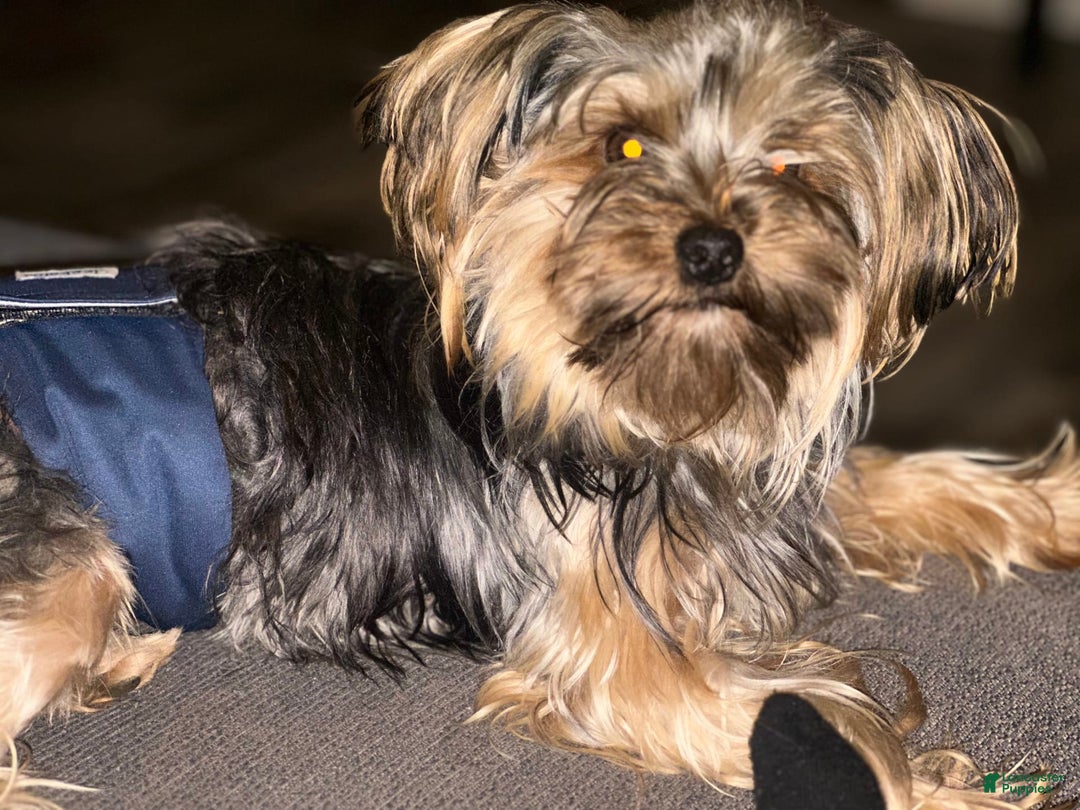 Yorkshire Terrier dogs for sale: Girl - Image 4