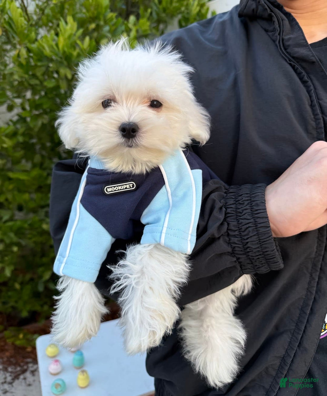 Maltese dogs for sale: Puff - Image 2