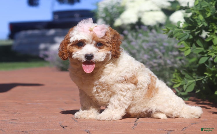 Cavapoo dogs for sale - Ad 5
