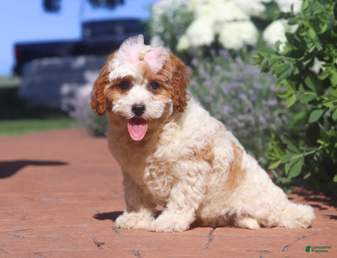 Cavapoo dogs for sale: Ellie - Image 1