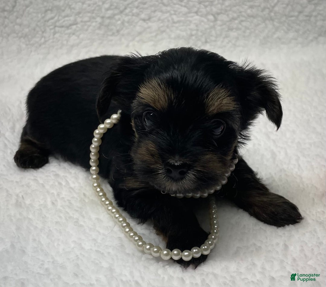 Yorkshire Terrier dogs for sale: Ruby - Image 4