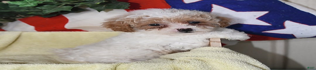 Flair