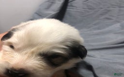 Great Pyrenees dogs for sale: Tinker Bell - Image 3
