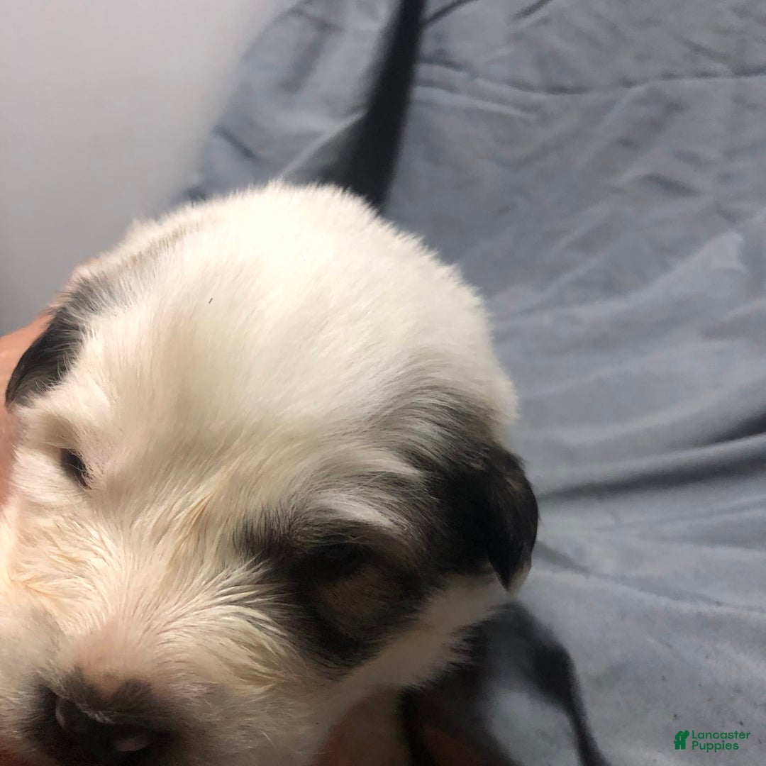 Great Pyrenees dogs for sale: Tinker Bell - Image 3