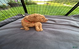 Goldendoodle dogs for sale: Firecracker - Image 4