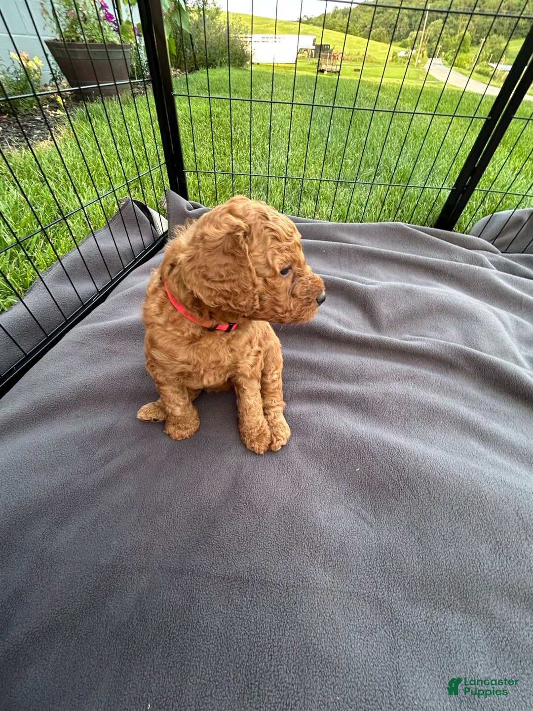 Goldendoodle dogs for sale: Firecracker - Image 4