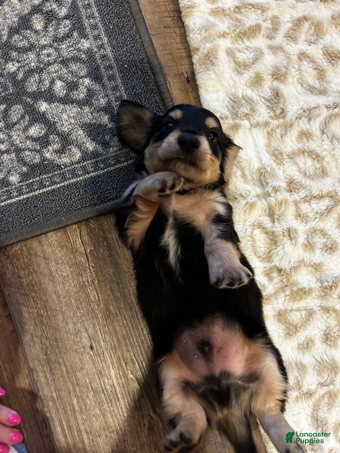 Miniature Dachshund dogs for sale: Akc Larry - Image 2