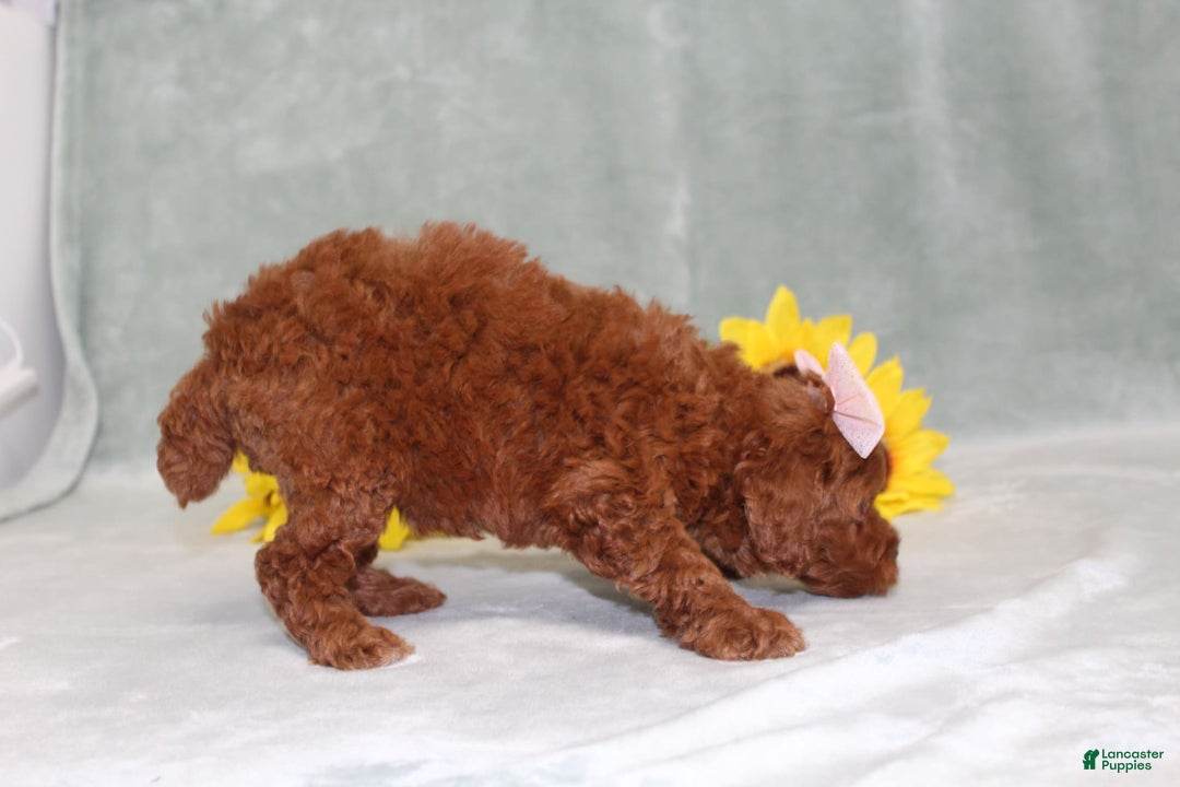 Miniature Poodle dogs for sale: Violet - Image 7