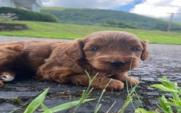  dogs for sale: Nova - Image 4