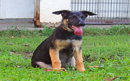 German Shepherd dogs for sale: Amarillo - Image 15