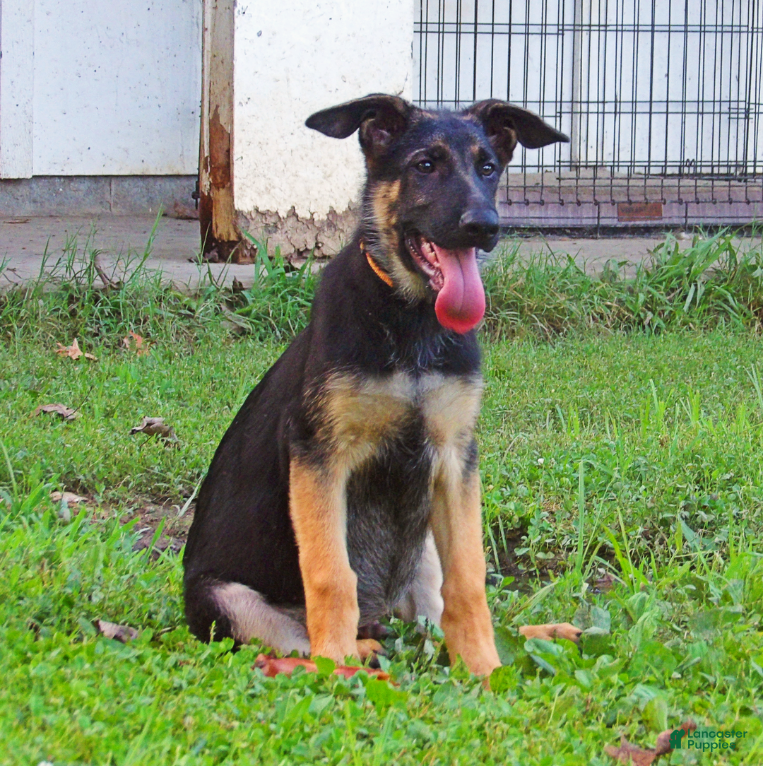 German Shepherd dogs for sale: Amarillo - Image 15