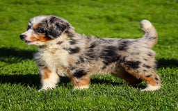 Mini Bernedoodle dogs for sale: Noli - Image 13