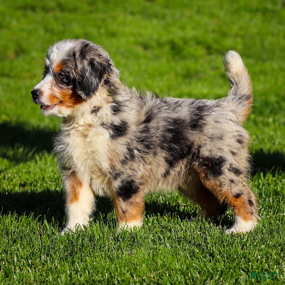 Mini Bernedoodle dogs for sale: Noli - Image 13