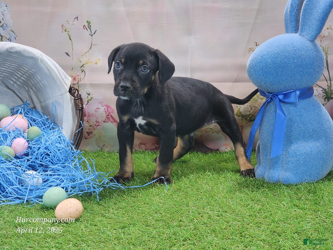 Catahoula Leopard Dog dogs for sale: Juliet 2025 M8 Catahoula Puppy - Image 11