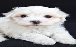 Maltese dogs for sale: Ronny - Image 8