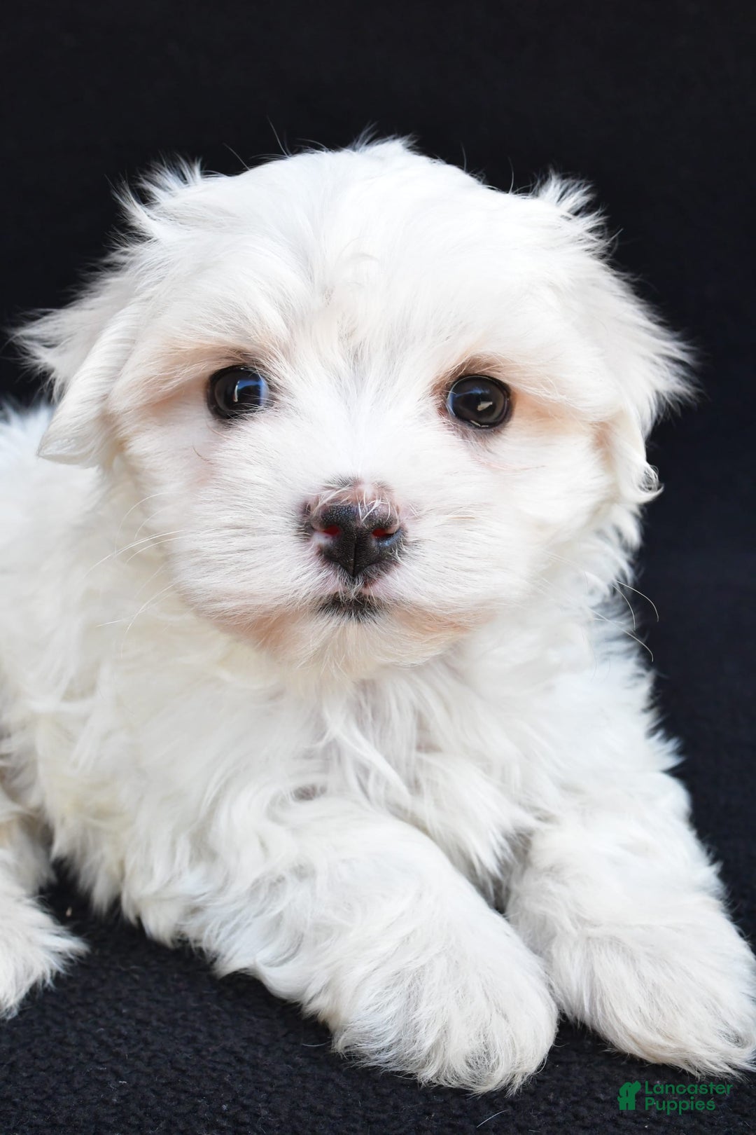 Maltese dogs for sale: Ronny - Image 8