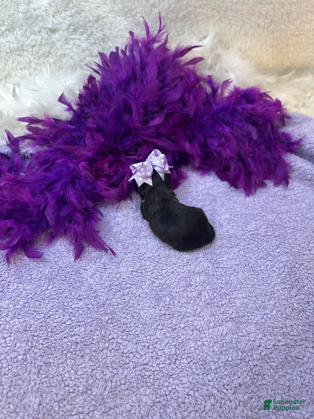 Morkie dogs for sale: Sugar - Image 8