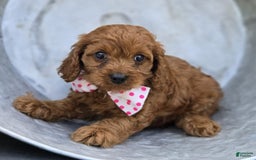 Cavapoo dogs for sale: Ann - Image 1