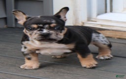 French Bulldog dogs for sale: Peaches - Image 7