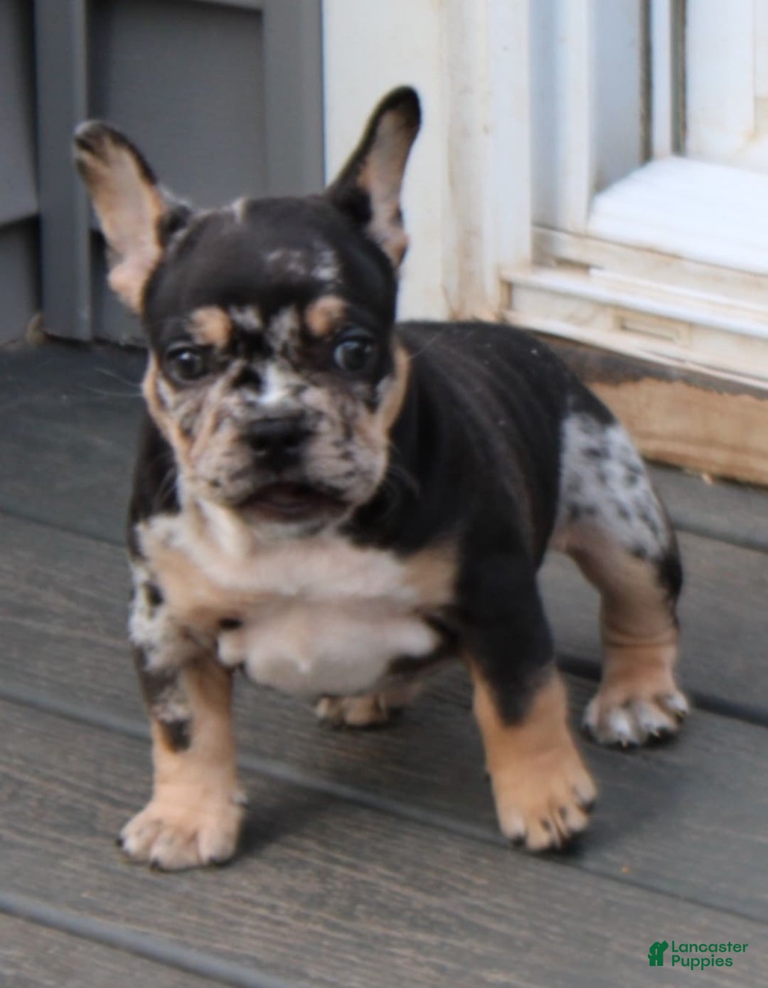 French Bulldog dogs for sale: Peaches - Image 7