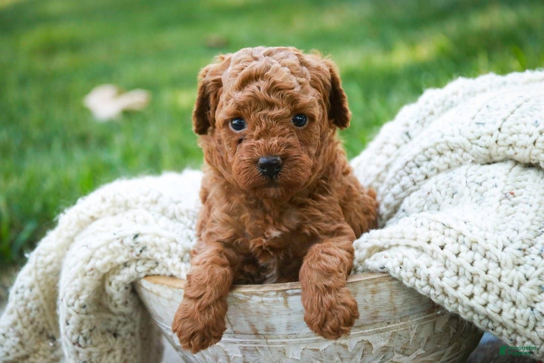 Miniature Poodle dogs for sale: Tristan - Image 7
