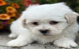 Teddy Bear dogs for sale: Rhyme - Image 2
