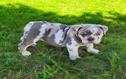 English Bulldog dogs for sale: Pebbles - Image 8