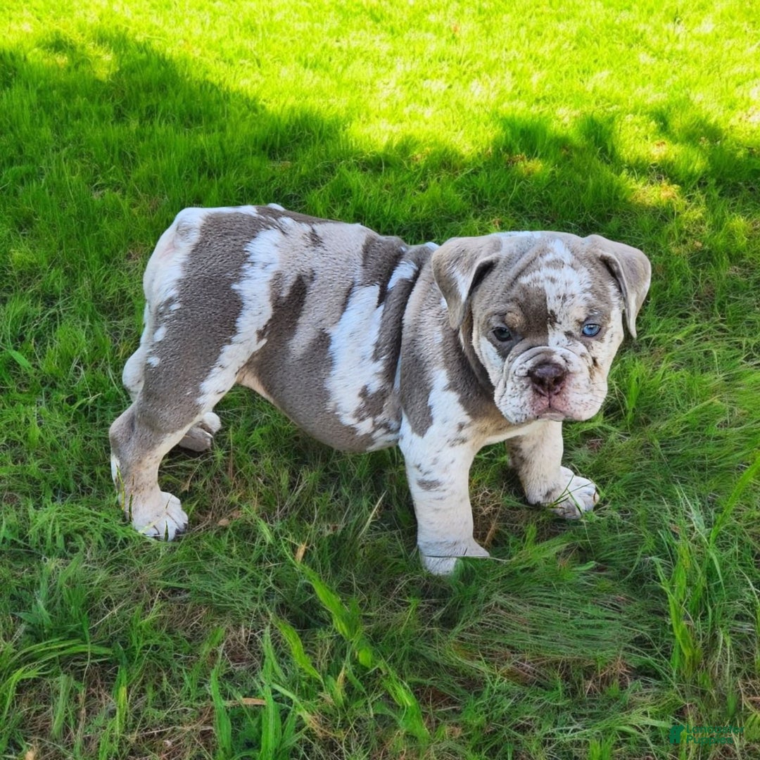 English Bulldog dogs for sale: Pebbles - Image 8