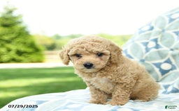 Cockapoo dogs for sale: Peaches - Image 3