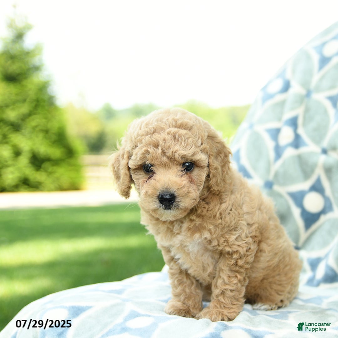 Cockapoo dogs for sale: Peaches - Image 3