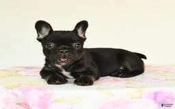 French Bulldog dogs for sale: Harper - Image 5