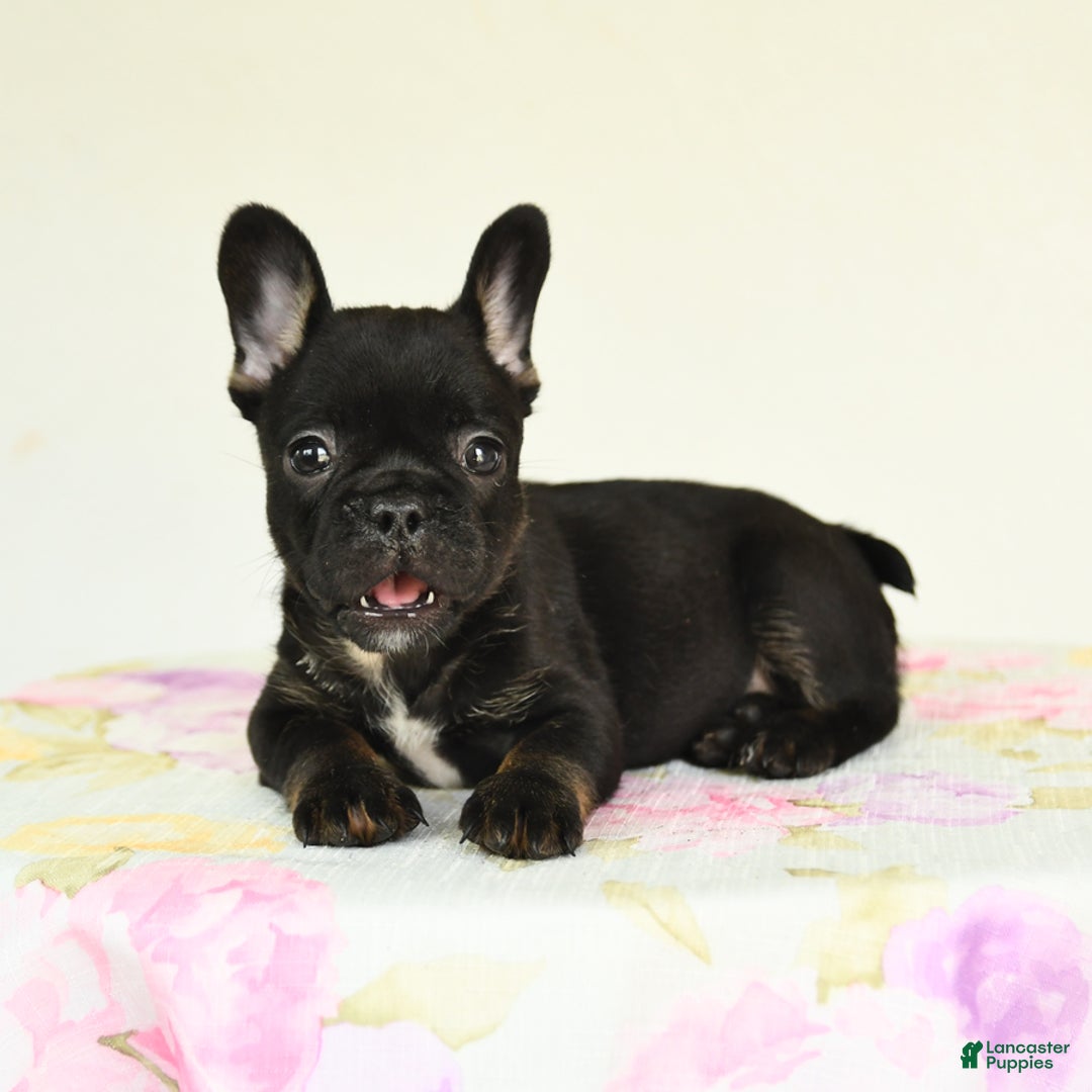 French Bulldog dogs for sale: Harper - Image 5