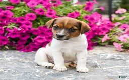 Jack Russell Terrier dogs for sale: Jem - Image 2