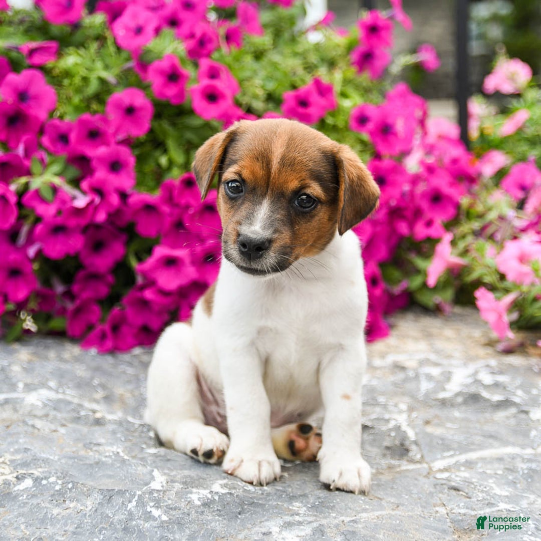 Jack Russell Terrier dogs for sale: Jem - Image 2