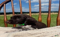 German Shorthaired Pointer dogs for sale: Rowdy - Image 2