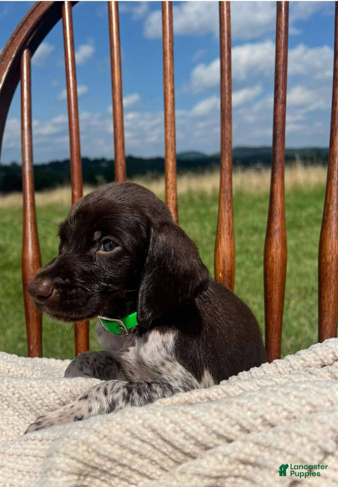 German Shorthaired Pointer dogs for sale: Rowdy - Image 2