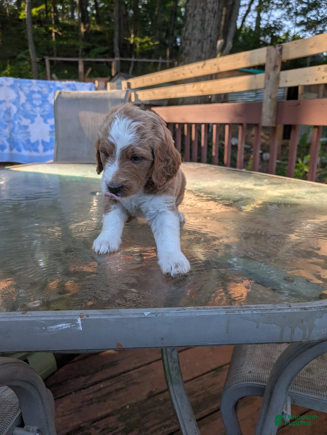 Goldendoodle dogs for sale: Goldendoodle 6 puppies - Image 8
