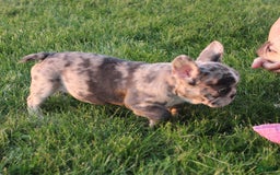 French Bulldog dogs for sale: French Bulldog 2 puppies - Image 6
