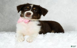 Miniature Australian Shepherd dogs for sale: Ava - Image 9