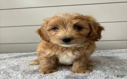  dogs for sale: Mini Goldendoodle 7 puppies - Image 8