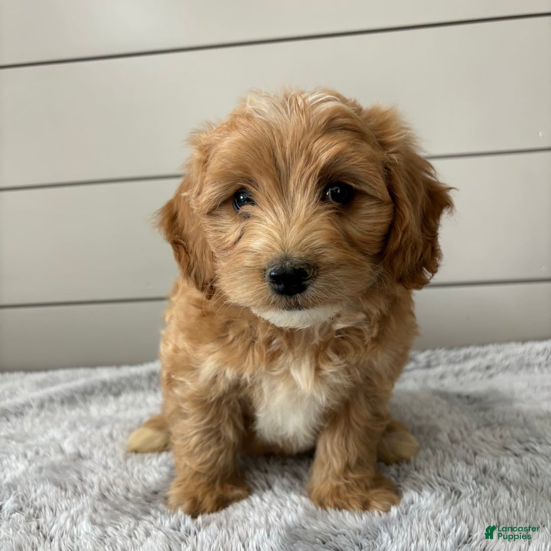  dogs for sale: Mini Goldendoodle 7 puppies - Image 8