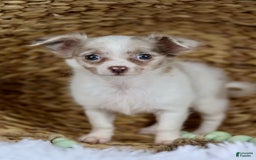 Chihuahua dogs for sale: Cyrus - Image 10