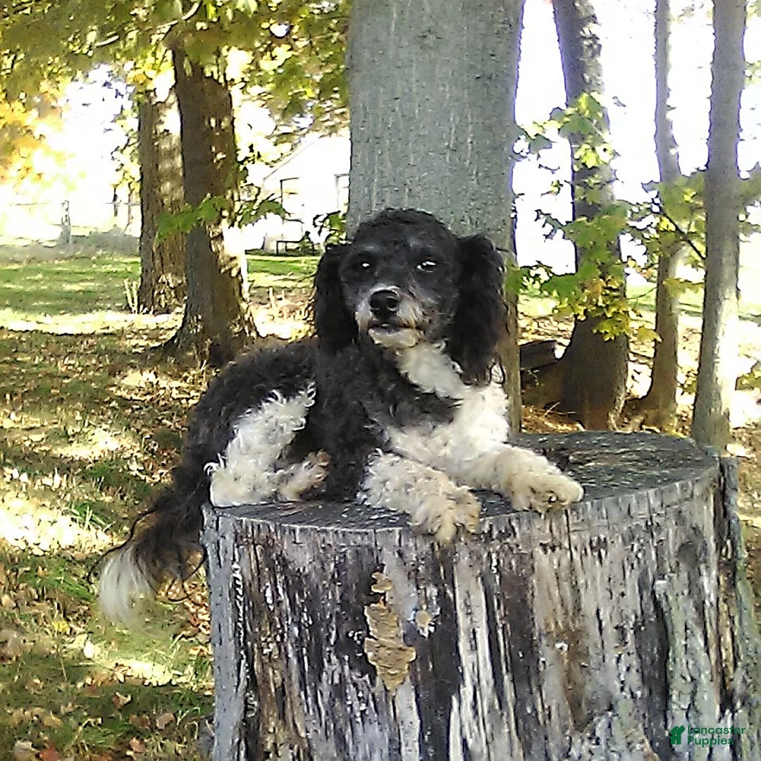Toy Poodle dogs for sale: Captain - Image 6