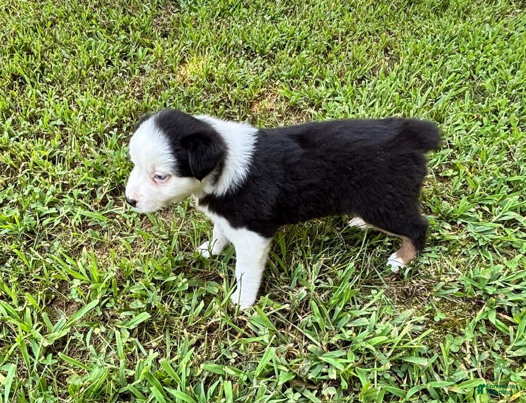 Australian Shepherd dogs for sale: Lilly - Image 6