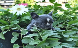 French Bulldog dogs for sale: Marjorie - Image 1